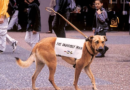 a guide dog walking without a guide / Toutou pareil?